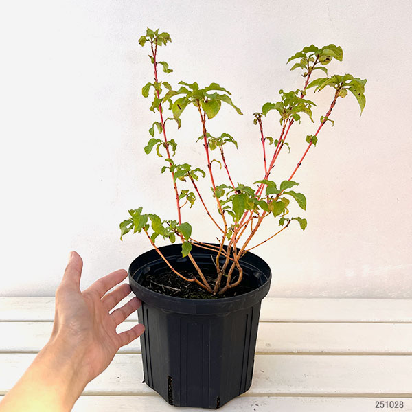 セイヨウミズキ（コルヌス サンギネア）：ウィンタービューティー6号ポット