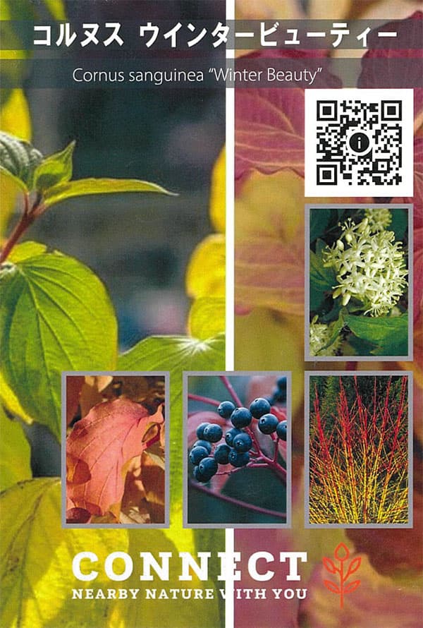 セイヨウミズキ（コルヌス サンギネア）：ウィンタービューティー6号ポット