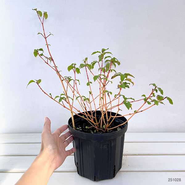 セイヨウミズキ（コルヌス サンギネア）：アニーズウィンターオレンジ6号ポット