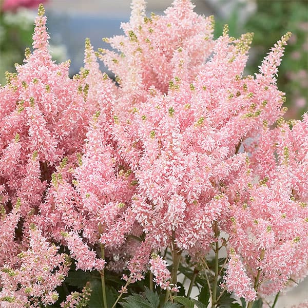 アスチルベ：ユニーク・サーモン6号ポット