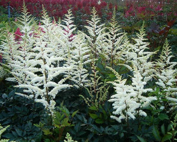 アスチルベ：カプチーノ4.5号ポット