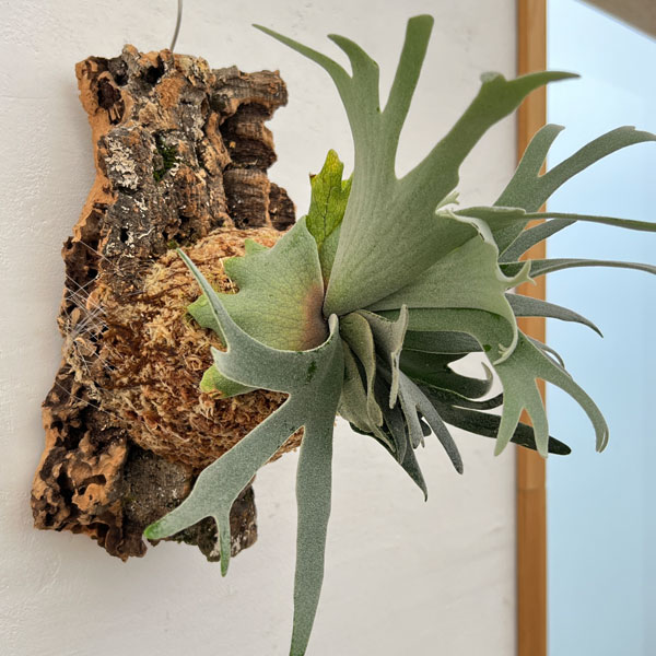 ビカクシダ(コウモリラン):ウィリンキーバクテリア(スポア)コルク付け