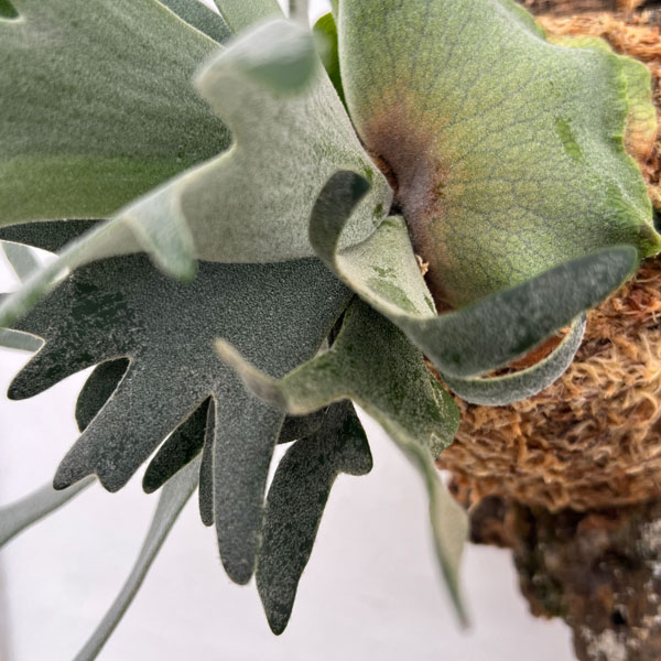 ビカクシダ(コウモリラン):ウィリンキーバクテリア(スポア)コルク付け