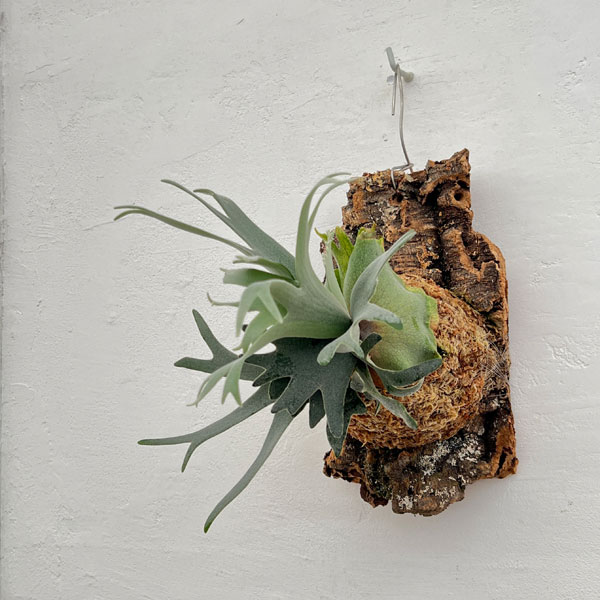 ビカクシダ(コウモリラン):ウィリンキーバクテリア(スポア)コルク付け