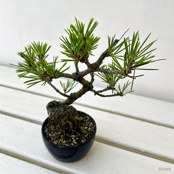 クロマツ（黒松）：小品盆栽 25-01
