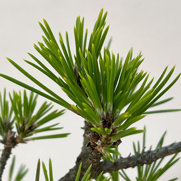 クロマツ（黒松）：小品盆栽 25-01