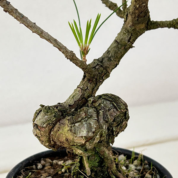 クロマツ（黒松）：小品盆栽 25-01