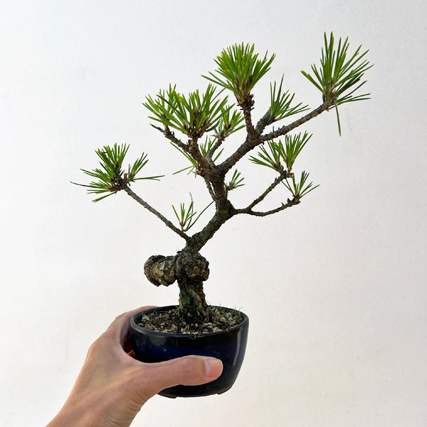 クロマツ（黒松）：小品盆栽 25-01