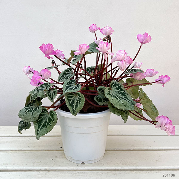 シクラメン:ツヴァイ コーデックス仕立て5号鉢植え25-01