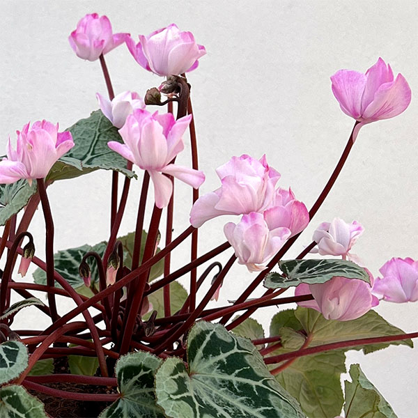 シクラメン:ツヴァイ コーデックス仕立て5号鉢植え25-01