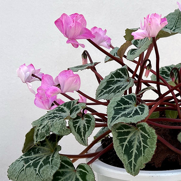 シクラメン:ツヴァイ コーデックス仕立て5号鉢植え25-01