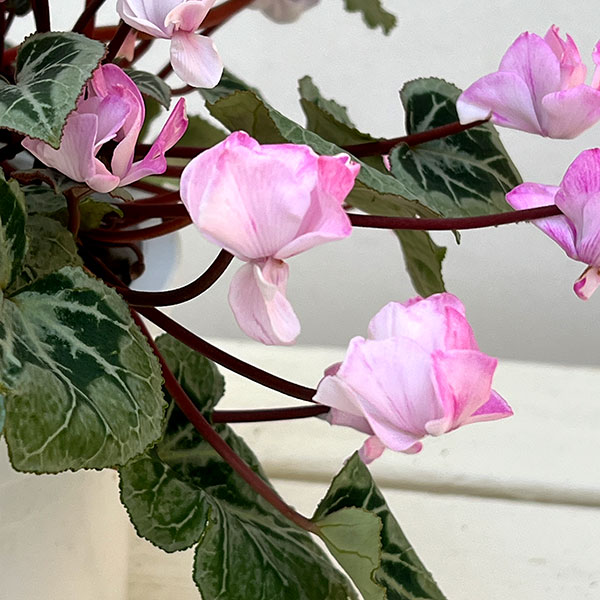 シクラメン:ツヴァイ コーデックス仕立て5号鉢植え25-01