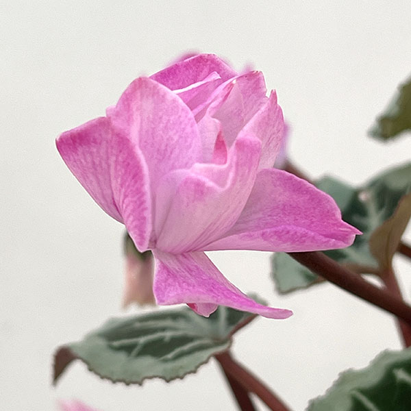 シクラメン:ツヴァイ コーデックス仕立て5号鉢植え25-01