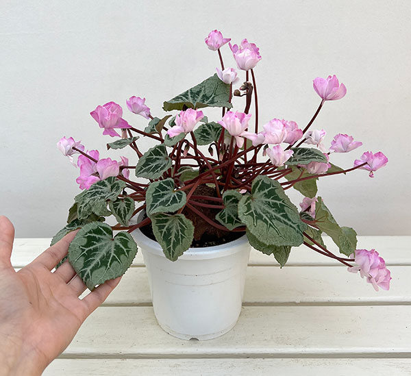 シクラメン:ツヴァイ コーデックス仕立て5号鉢植え25-01