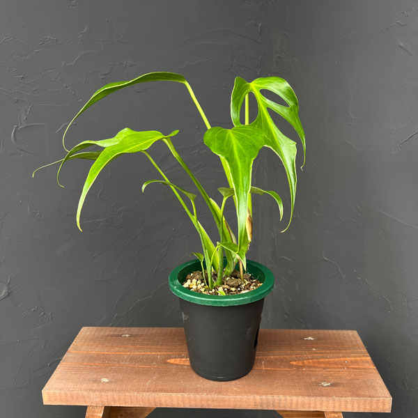 た**様 モンステラ　バールマルクスフレーム 5本セット モンステラ：バールマルクスフレーム 5号鉢植え25-02 の通販 | 園芸ネット