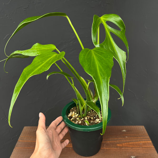 2株セット　モンステラバールマルクスフレーム モンステラ バールマルクスフレーム 2寸ポリポット ネコポス