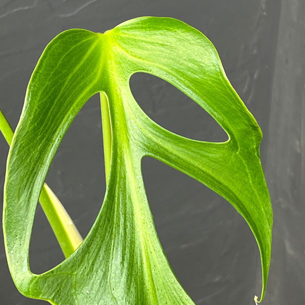 モンステラ：バールマルクスフレーム 5号鉢植え25-02 の通販 | 園芸ネット