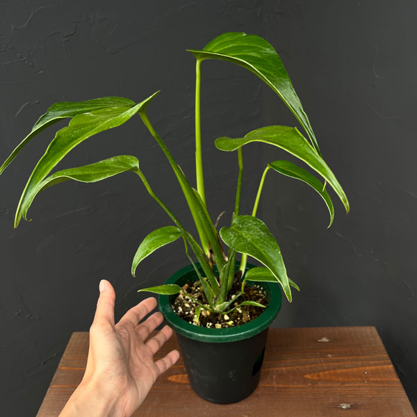 モンステラ:バールマルクスフレーム 5号鉢植え25-03