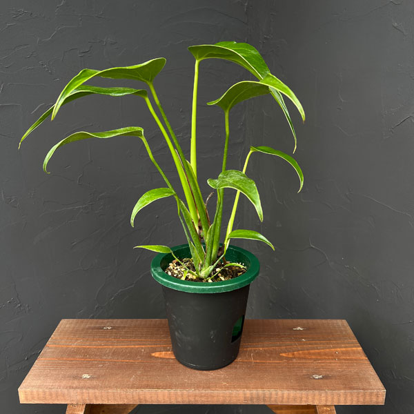 モンステラ:バールマルクスフレーム 5号鉢植え25-03