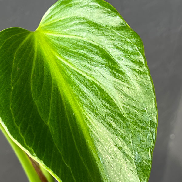 モンステラ:バールマルクスフレーム 5号鉢植え25-03