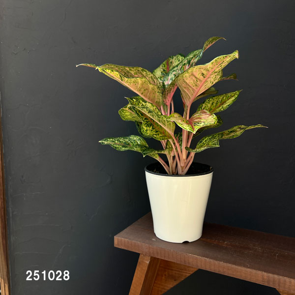 アグラオネマ:テンカラット 5鉢植え