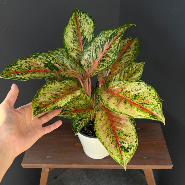 アグラオネマ:テンカラット 5鉢植え