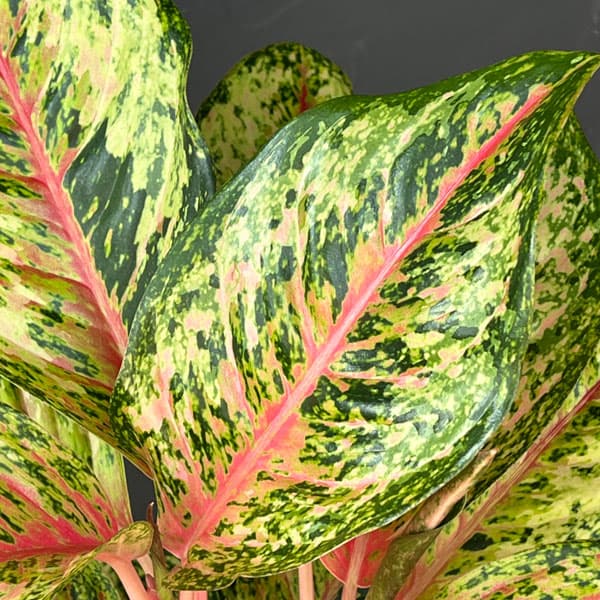 アグラオネマ:テンカラット 5鉢植え