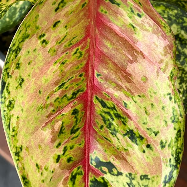 アグラオネマ:テンカラット 5鉢植え