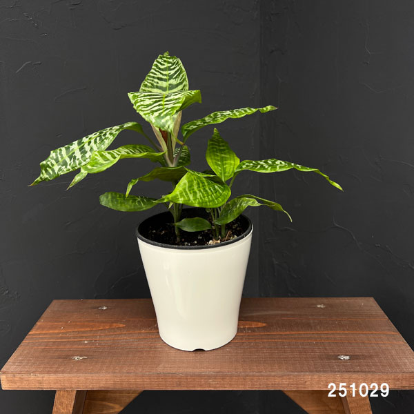 ドラセナ:ゴルディアーナ 5号鉢植え