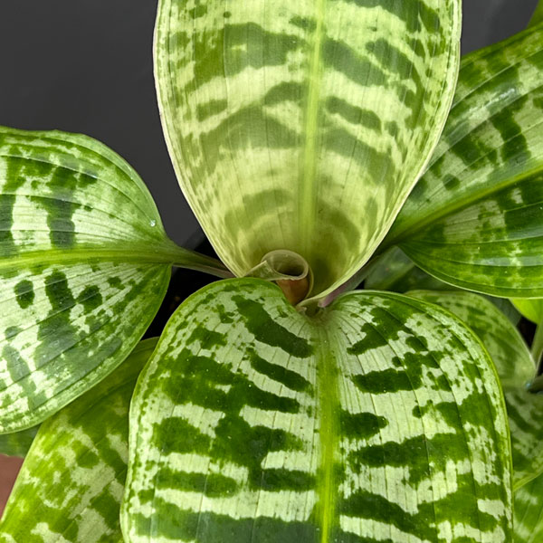 ドラセナ:ゴルディアーナ 5号鉢植え