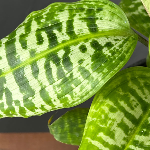 ドラセナ:ゴルディアーナ 5号鉢植え