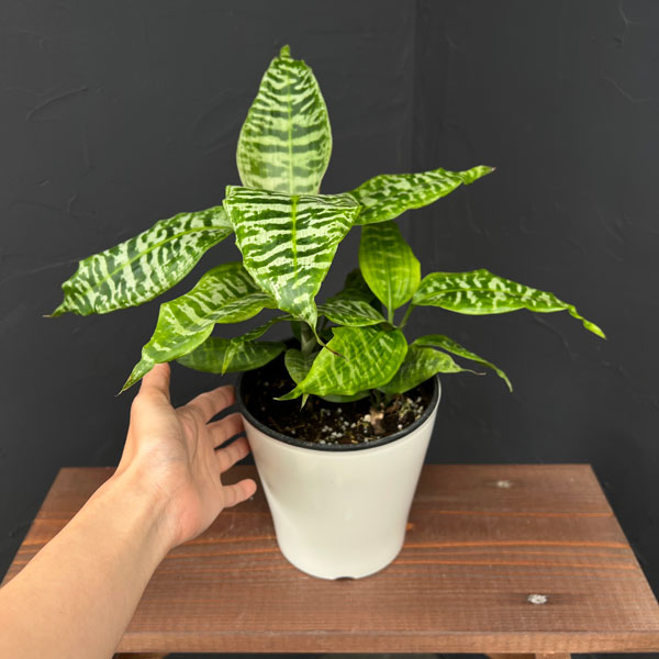 ドラセナ:ゴルディアーナ 5号鉢植え