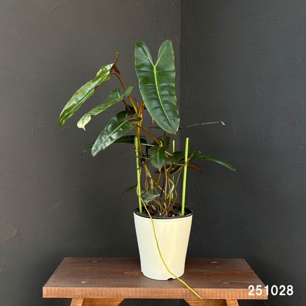 フィロデンドロン:ブラックビレッタエ(ビレッタエ×アタバポエンセ) 5号鉢植え