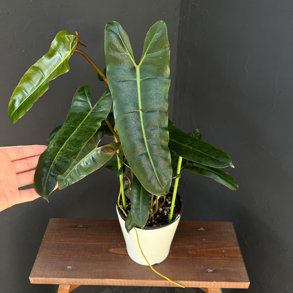 フィロデンドロン:ブラックビレッタエ(ビレッタエ×アタバポエンセ) 5号鉢植え