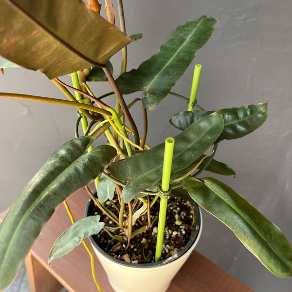 フィロデンドロン:ブラックビレッタエ(ビレッタエ×アタバポエンセ) 5号鉢植え