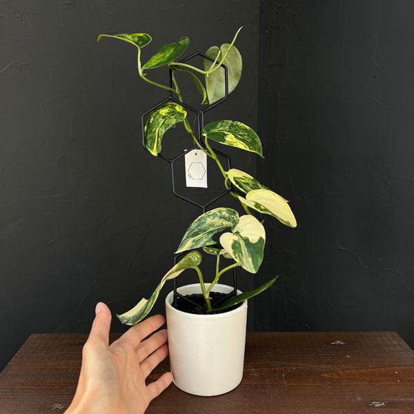 スキンダプサス:ジェイドサテンバリエガータ 3.5号ポット