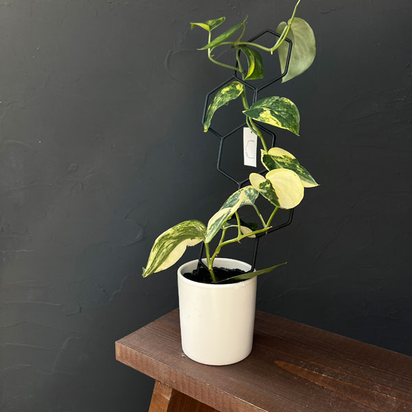 スキンダプサス:ジェイドサテンバリエガータ 3.5号ポット