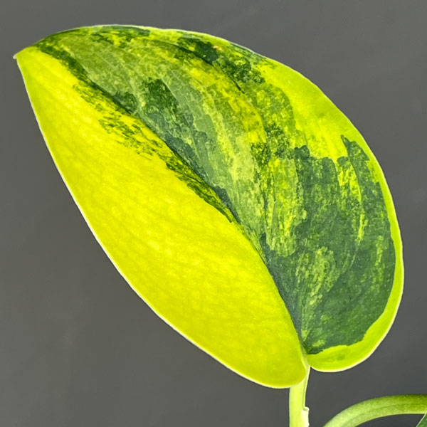 スキンダプサス:ジェイドサテンバリエガータ 3.5号ポット