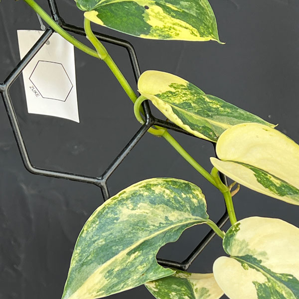 スキンダプサス:ジェイドサテンバリエガータ 3.5号ポット