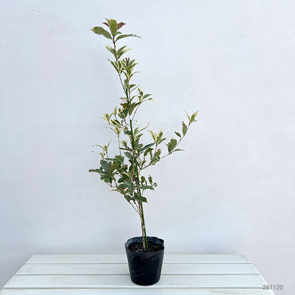 モクセイ（オスマンサス）：斑入り5号ポット