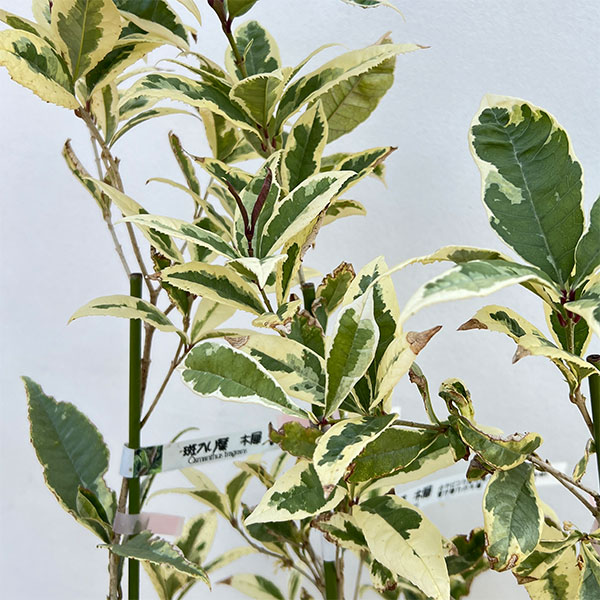 モクセイ（オスマンサス）：斑入り5号ポット