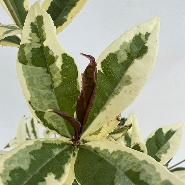 モクセイ（オスマンサス）：斑入り5号ポット