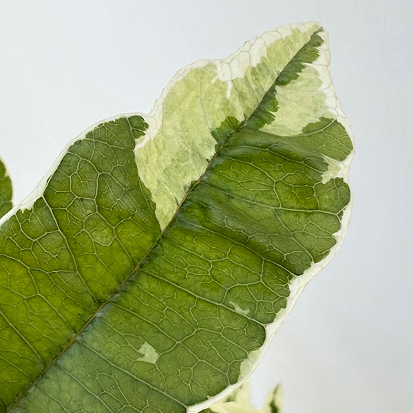 モクセイ（オスマンサス）：斑入り5号ポット