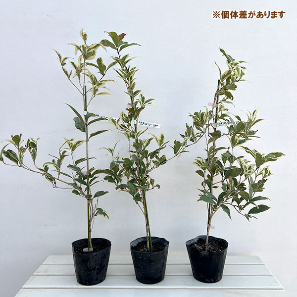 モクセイ（オスマンサス）：斑入り5号ポット