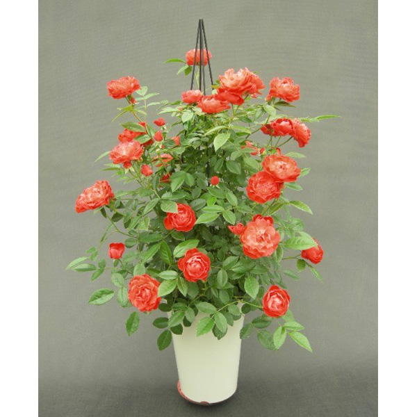 ポリアンサローズ:マザーズデイ タワー仕立て6号鉢植え