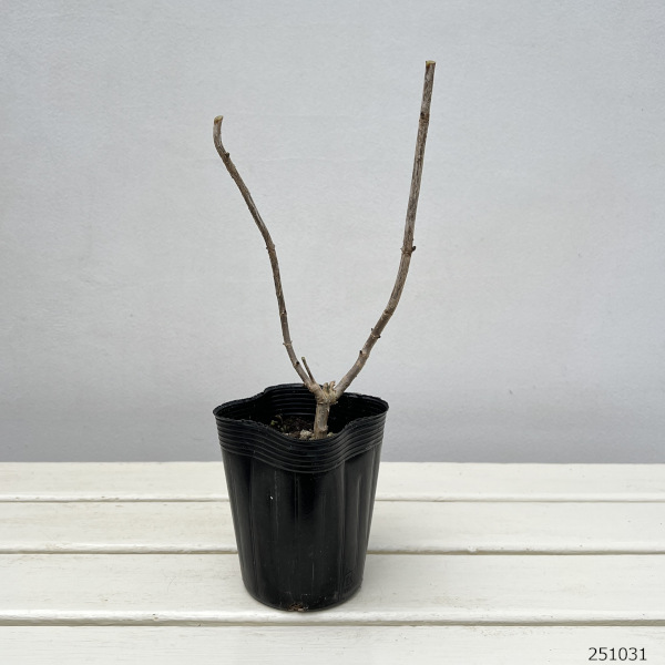 アジサイ(アメリカ):フラワーフル4号ポット