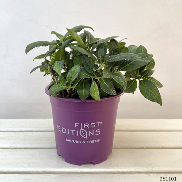 アジサイ:エクリプス6号ポット