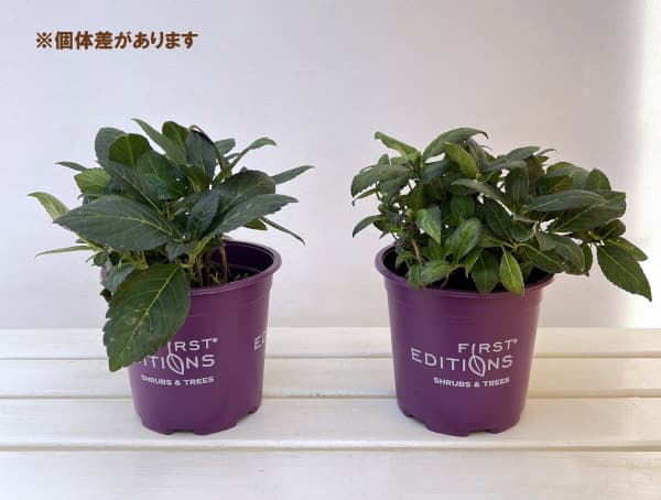 アジサイ:エクリプス6号ポット