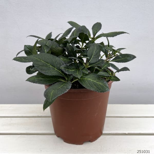 アジサイ：エクリプス7号ポット