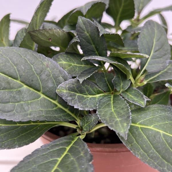 アジサイ：エクリプス7号ポット